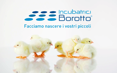 Borotto-150